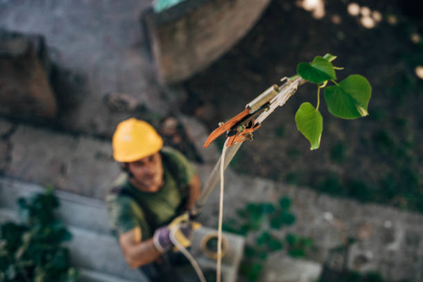 Tree Health Inspection in Magnolia, NC